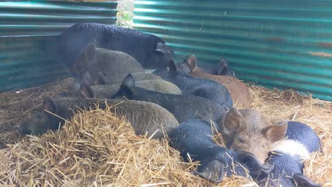 Weaner Pigs Enjoy Afternoon Nap Out of the Rain