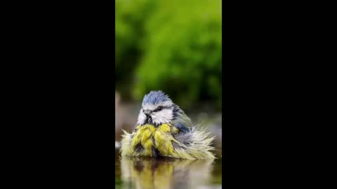 Enjoy Cute Bird's. Rumble Cute Video.