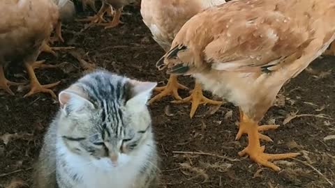 little cat and his friends