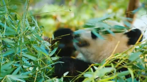 This is the panda who loves bamboo