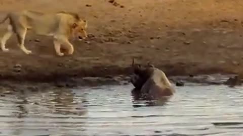 Amazing Animals Fight - Lions Vs Rhino Real Fight In The Wild