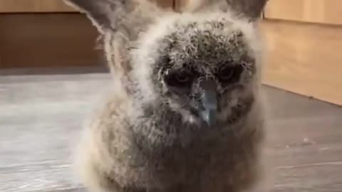 The evolution of an baby Owl