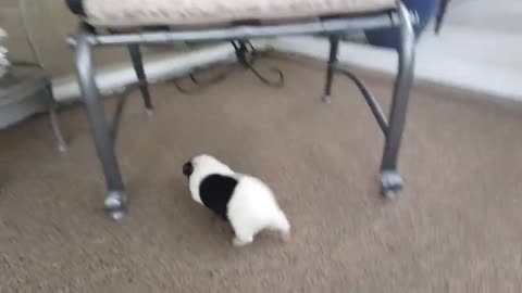 Guinea Pig chases Cat unbelievable!!!