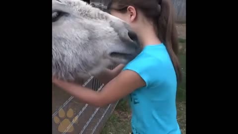 Animals bizarre reaction