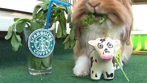 Bunny enjoys everything Starbucks has to offer