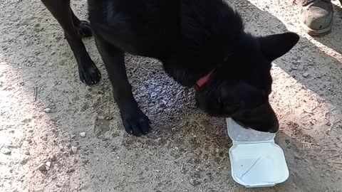 Eastern German Shepherd gets thirsty after hitting the trails all day