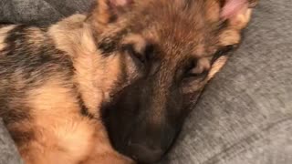 German Shepherd puppy naps just like humans