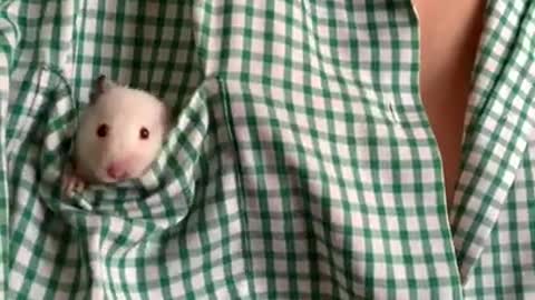 Mouse in the Breast Pocket of a Shirt