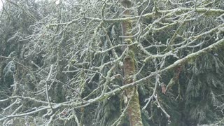 Ice falling off the cedars