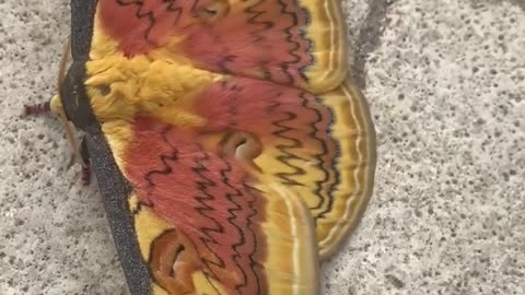 Breathtaking Moth