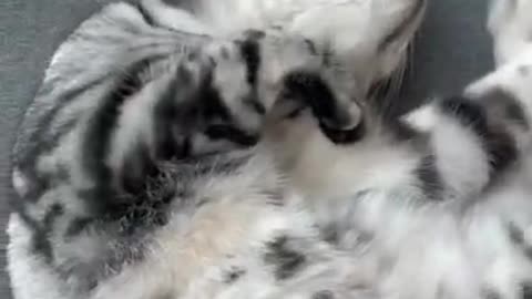 cat prentendes sleep video clip• vines fun best•Best video for funny•