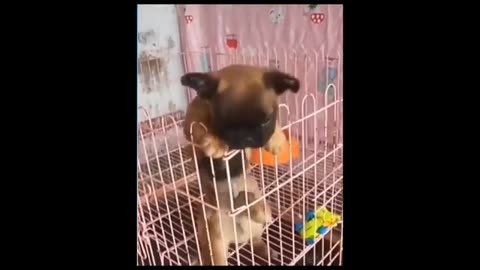 Funny videos of animals collection