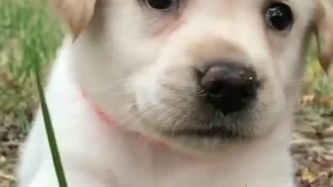 Cute dog baby