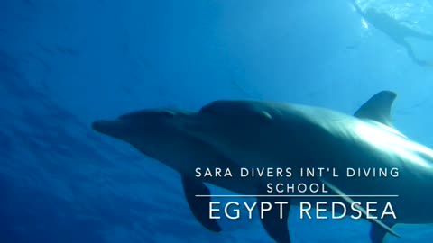 Red Sea Diving