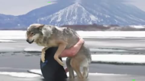 The Hunter Found a Half-Dead Wolf Frozen in the Ice, What He Did Next Will Shock You!