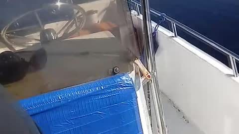 Pelican Boards Boat for a Bite