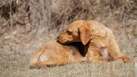 Red dog on the background nature