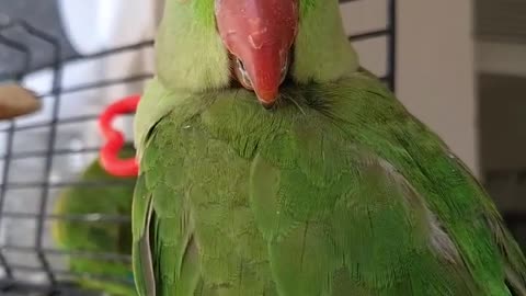 A green parrot stands in its cage in amazement amid the birds singing around it