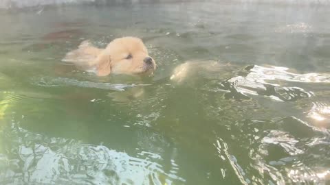 So Golden Retriever goes swimming for the first time # Golden Retriever daily # Pet daily record