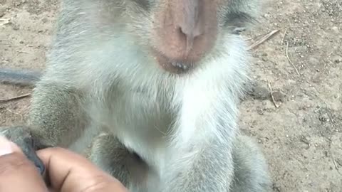 Funny monkey