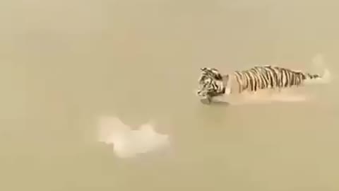 Clever duck hide himself from tiger in pool!