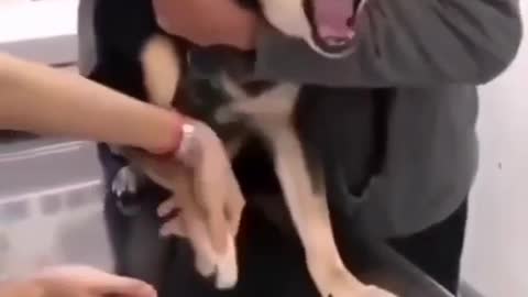 Dog screaming at nail cutting,overacting funny video🤣🤣