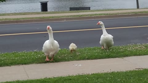 Right of passage for all geese at Sullivan's pond 20200705