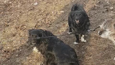 Three dogs bark and talk to each other at the park