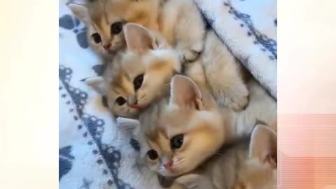 Cute Cat | Funny Cats | Cutie Pie