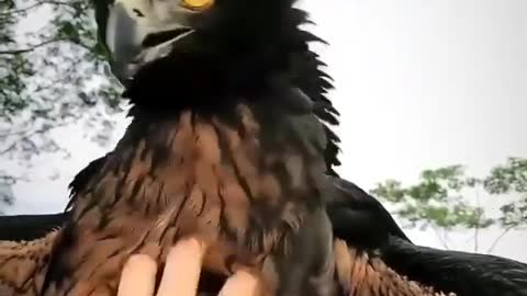 Amazing bird 🐦 in the world