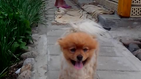 Pomeranian Spitz