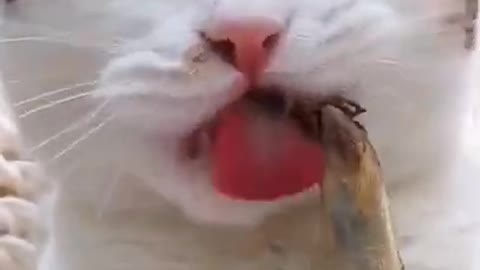 Fluffy cat sharpening its teeth with good snack