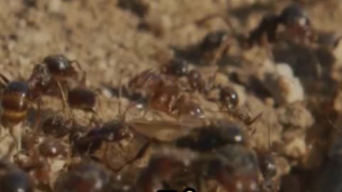 What if ants vanished?