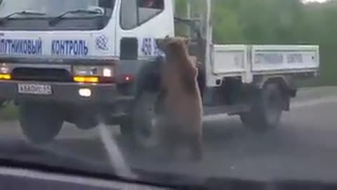 The bear stops cars and asks for food