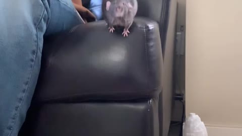 RATINHO PULANDO EM SEU DONO