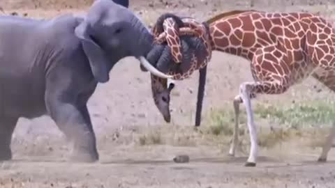 Giraffe and elephant fighting | animal fighting