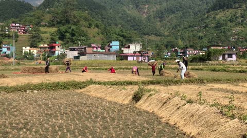 Collecting Paddy from the paddy field in Nepal