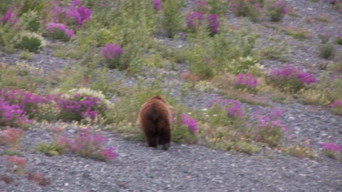 Grizzly Bear on Alaska Highway, Yukon Territory Canada- July 2008