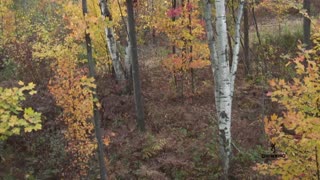 #6 First sit on new 20 acre property - Landscaping for Whitetails