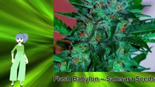 Flash Babylon – Samsara Seeds