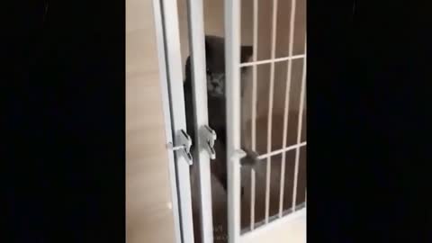 Cute cat 😍 😍 😍 is trying to escape the cage-funny animals video