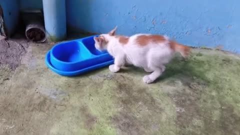 Funny Cats Compilation #7