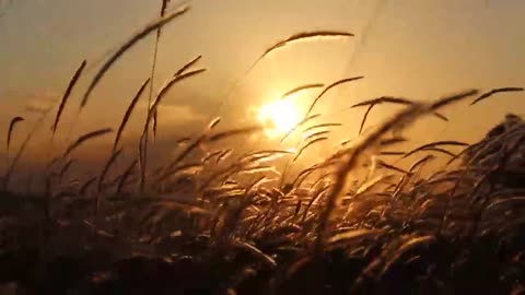 Grass flower with wind and sunset background_1