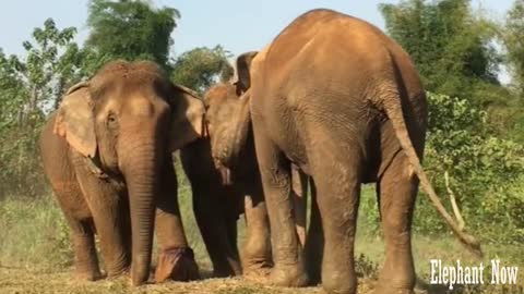 3 Elephants Standing Next To Each other Eating Food