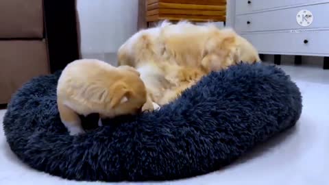 Golden Retriever Meets Puppies for the First Time.