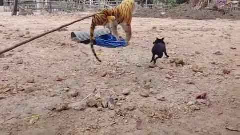 Wow!!! Fake Tiger Prank Dog So Funny Prank Pls Try To Stop Laugh Challenge
