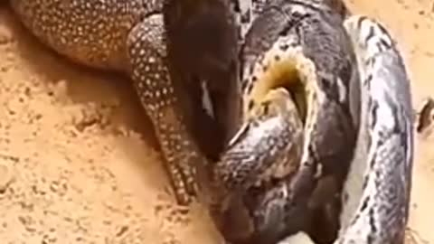 Dragão-de-komodo versus cobra píton