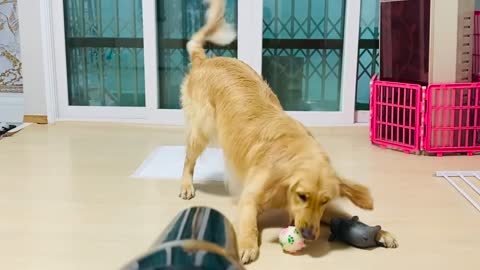 Dog who doesn't like hair dryer but wants to play