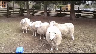 Sheep Entertaining People