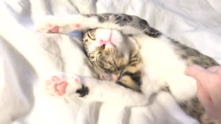 Sweet Kitten Sleeps With His Paws Up